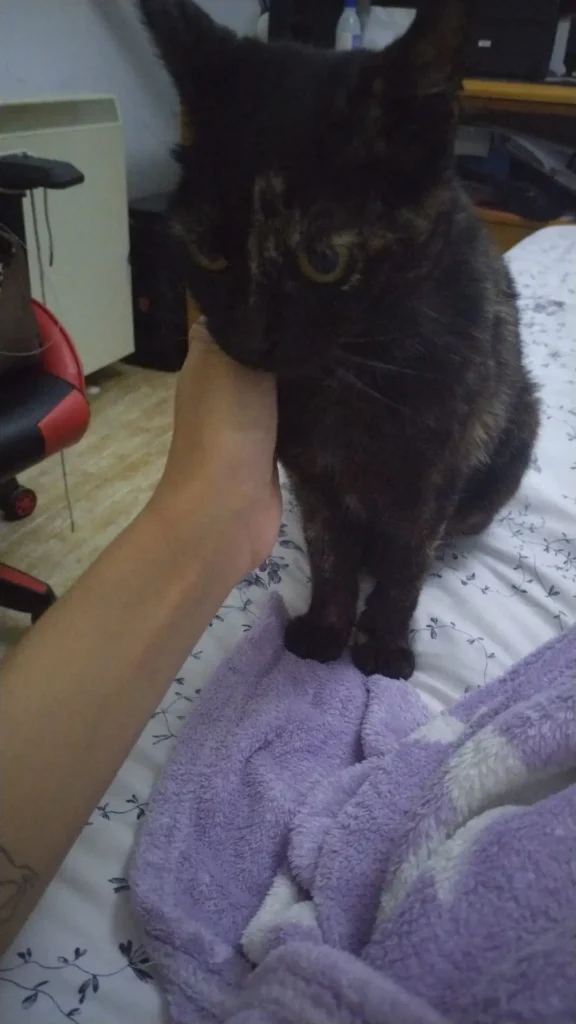 Mi gatita reina